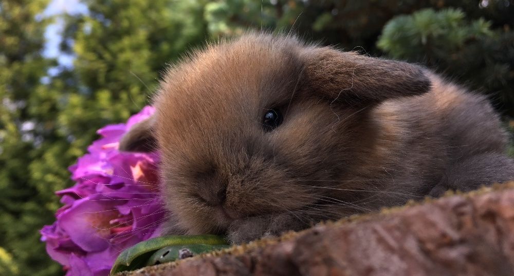 Mini lop małe baranki z metryką mini lopy karzełki nowa cena