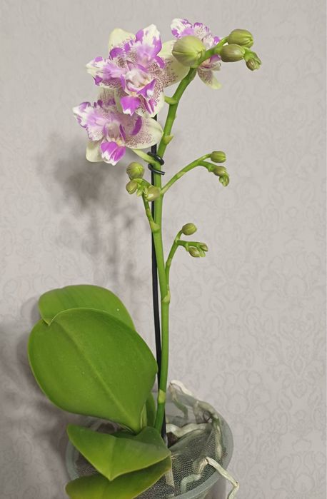 Орхідея метелик Мохіто