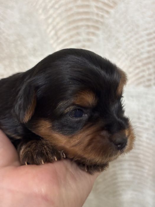 Продам цуценят йокширського терʼєра