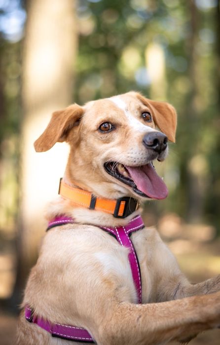 Biało beżowy pies w typie labradora szuka domu