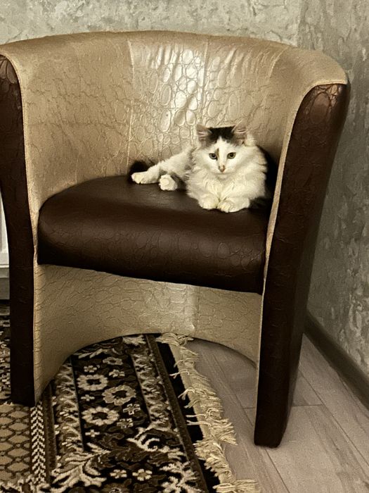 Пухнастий хлопчик шукає сімʼю!