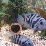 Pielengnica zebra