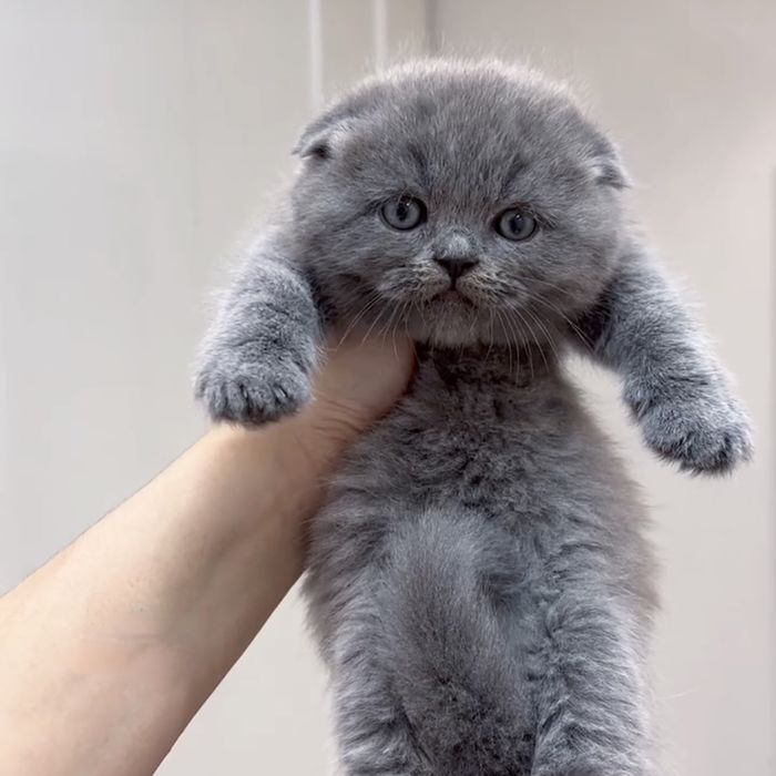 Кошенята висловухі блакитні