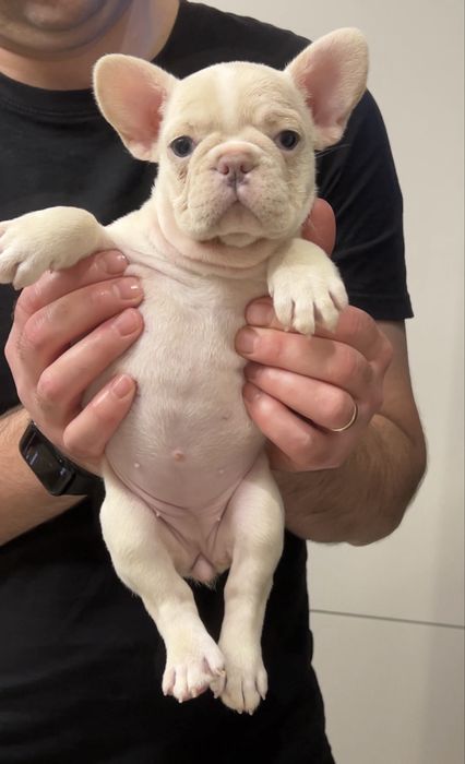 Дівчинка Француз крем окрас