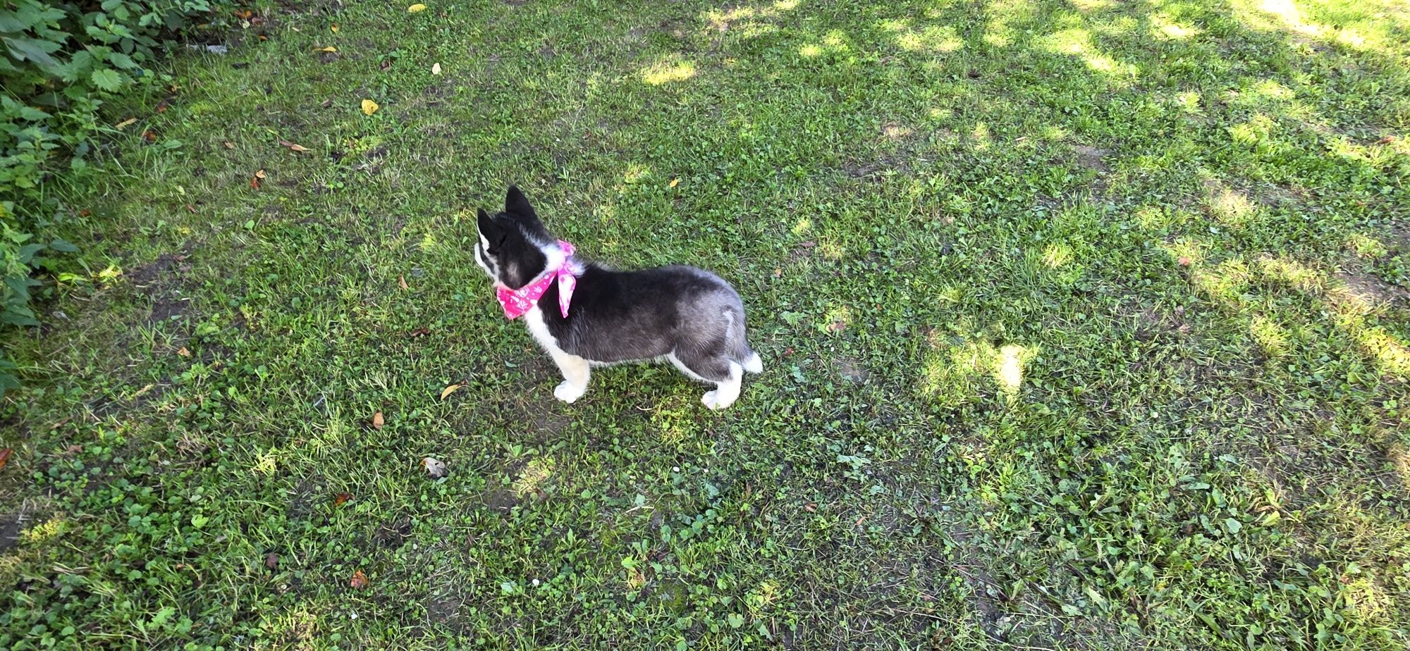 Siberian Husky- cudowna Belinka!