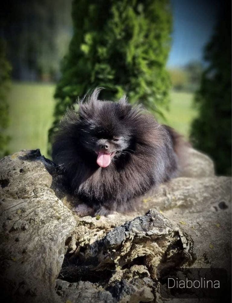 Szpic miniaturowy/Pomeranian