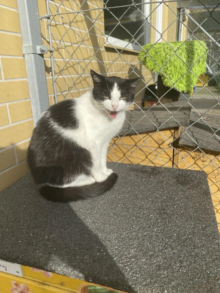 Kotka Molly od 5lat do adopcji!!!