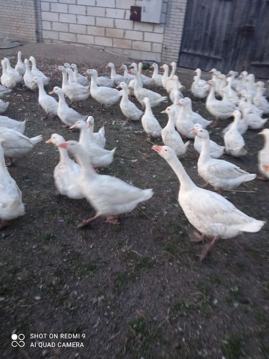 Sprzedam Gęsi i Kaczki