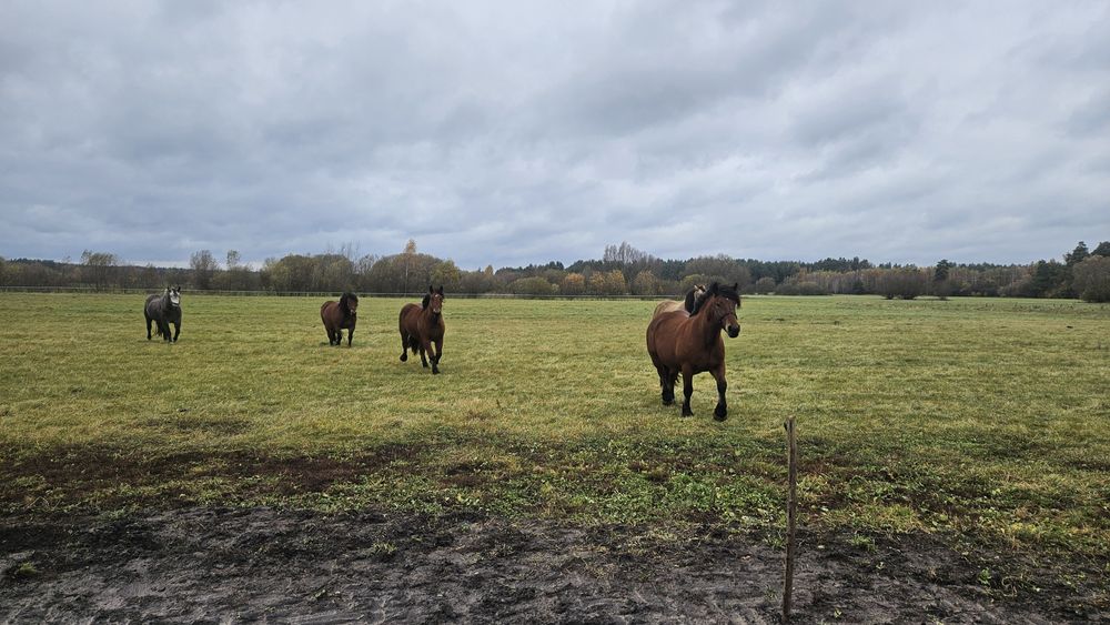 Sprzedam 3 klacze zimnokrwiste