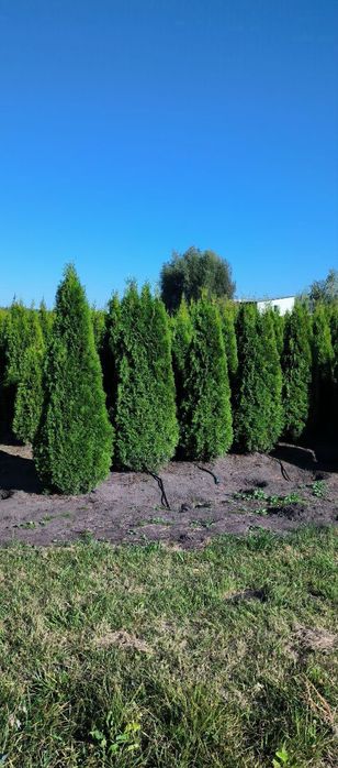 Туї Смарагд, Туя Даніка, туі Колумна