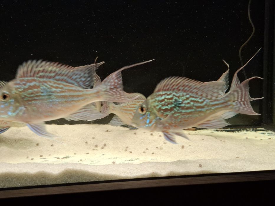 Ziemiojad sveni 6 sztuk