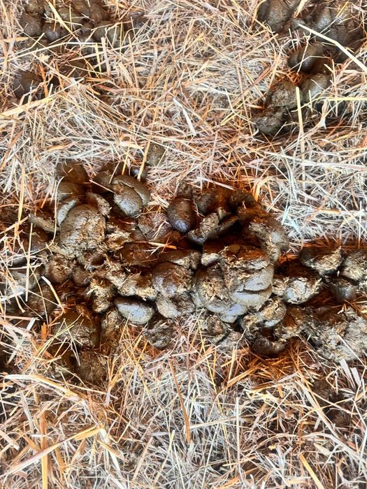 Obornik koński nawóz