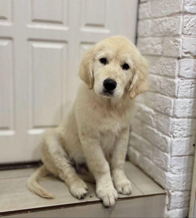 Цуценята золостий ретрівер КСУ