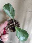 Hoya obovata full silver rarytas