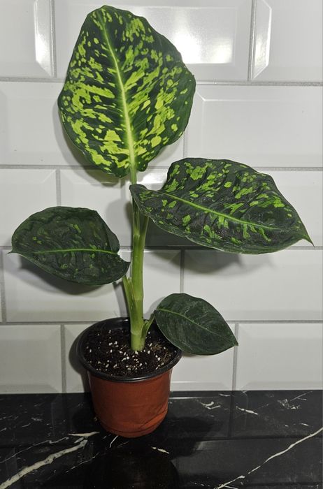 Difenbachia reflector