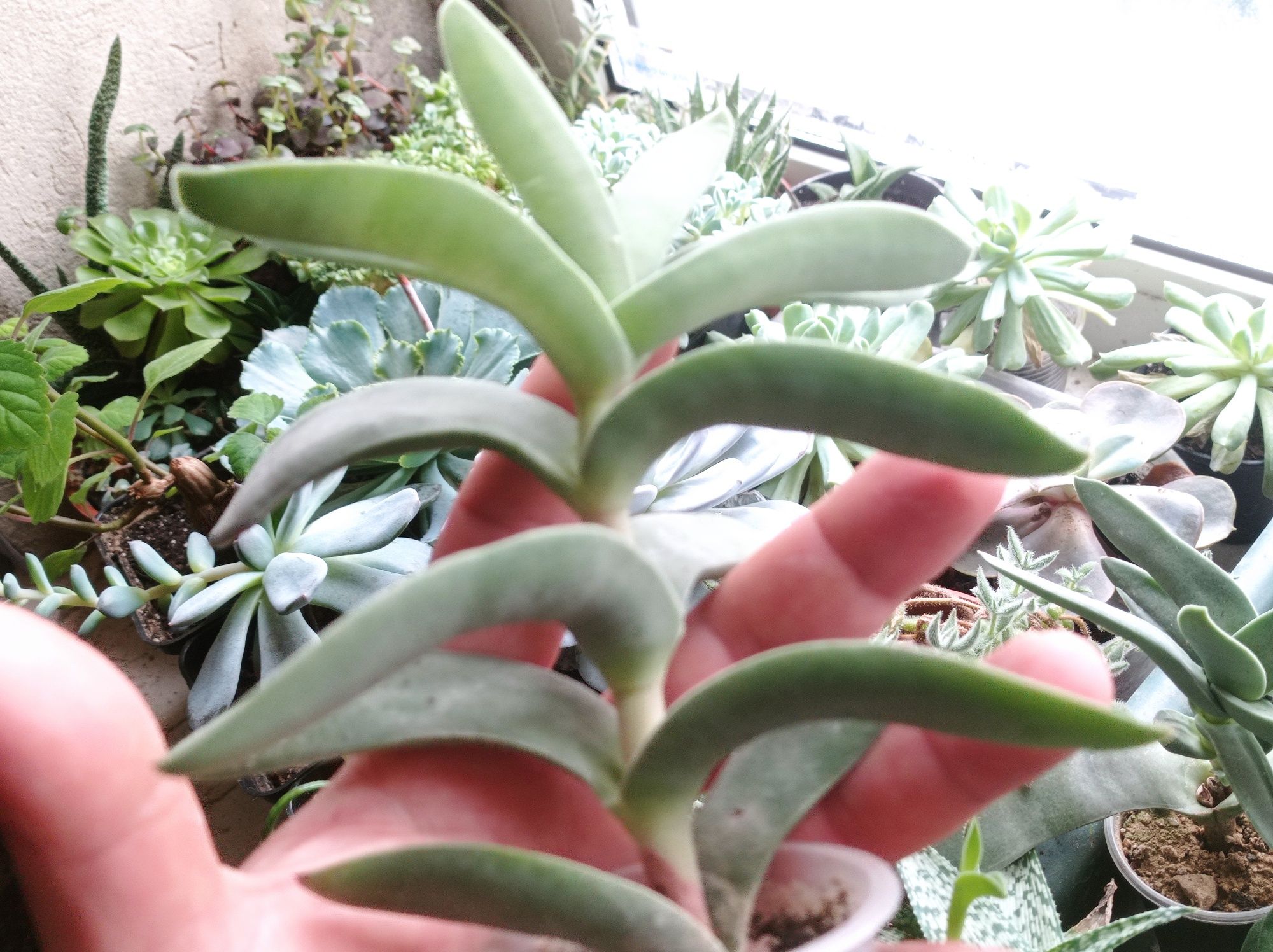 Crassula falcata