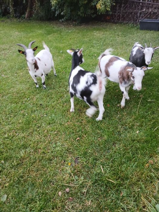 Sprzedam kózki miniaturki