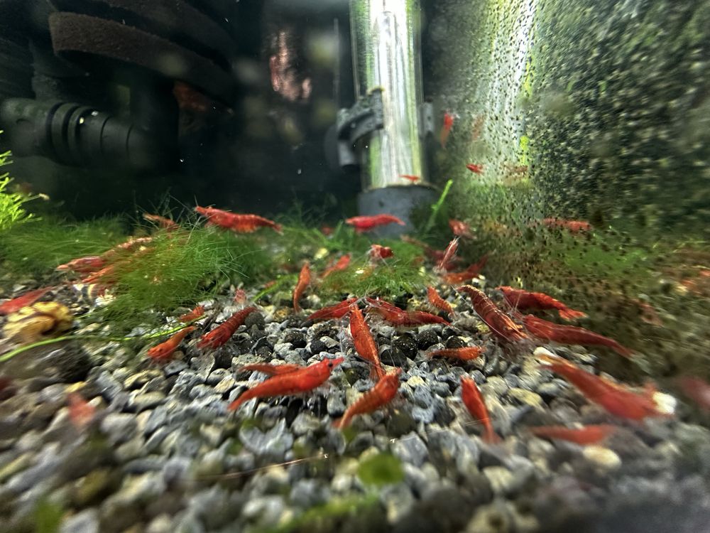 Neocaridinas red Fire