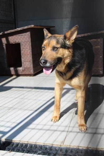583490 Bruno do adopcji