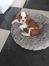 Cavalier King Charles spaniel