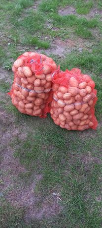 Ziemniaki odmiany Denar