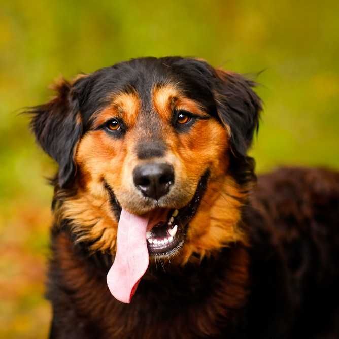 KARMEL - 10-miesięczny szczeniak, wielki, łagodny, wesoły