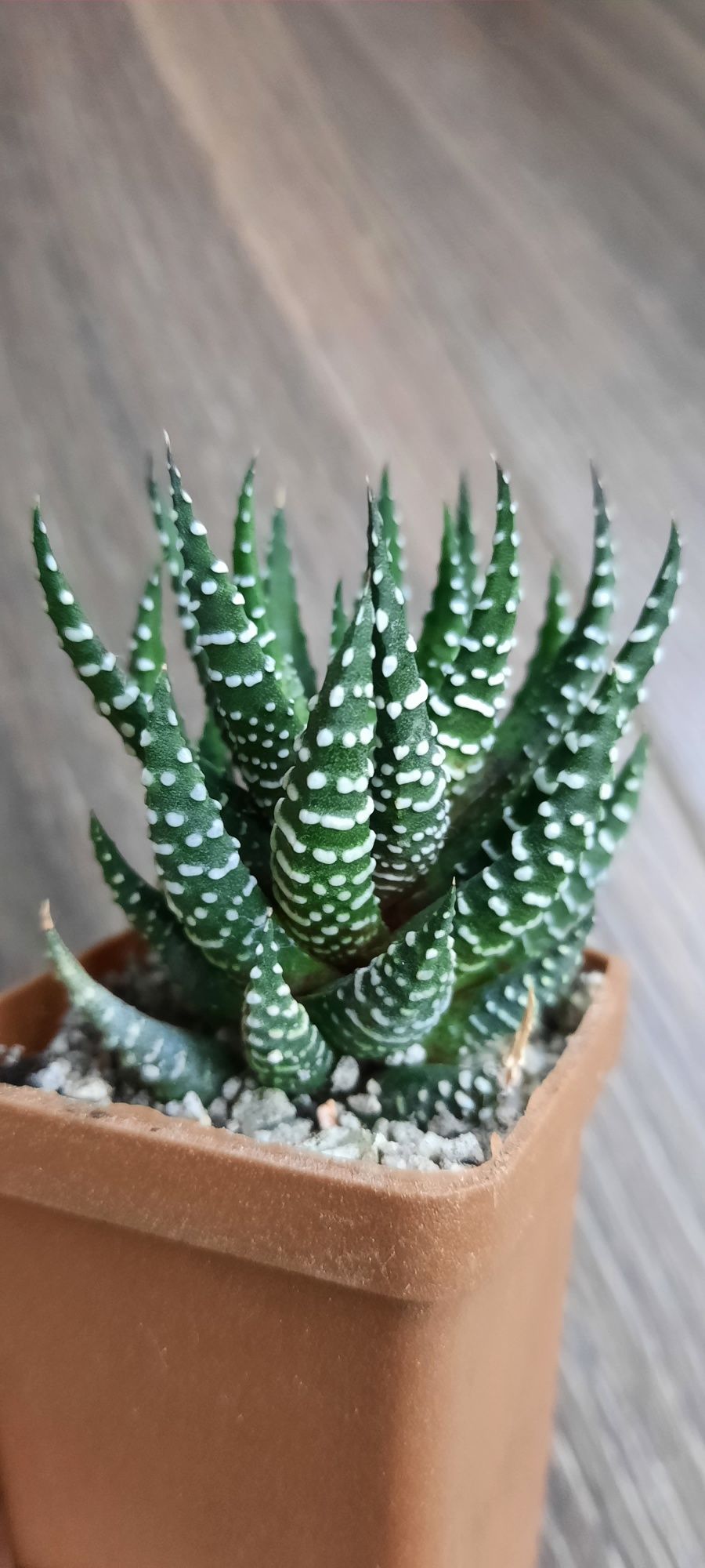 Haworthia pumila. haworthia zebrina. Хавортія пуміла і зебріна