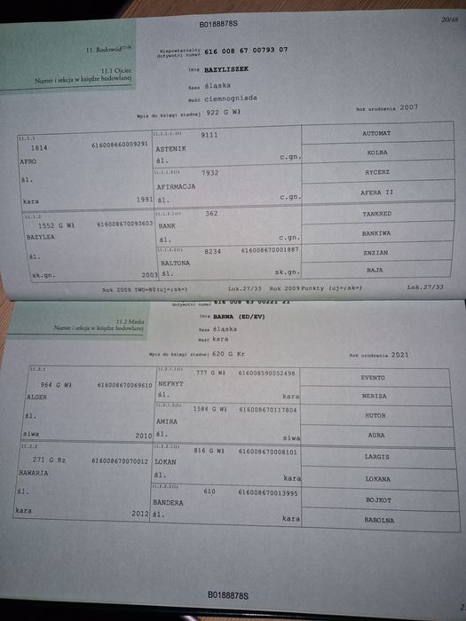 Klaczka Śląska 15 miesięcy