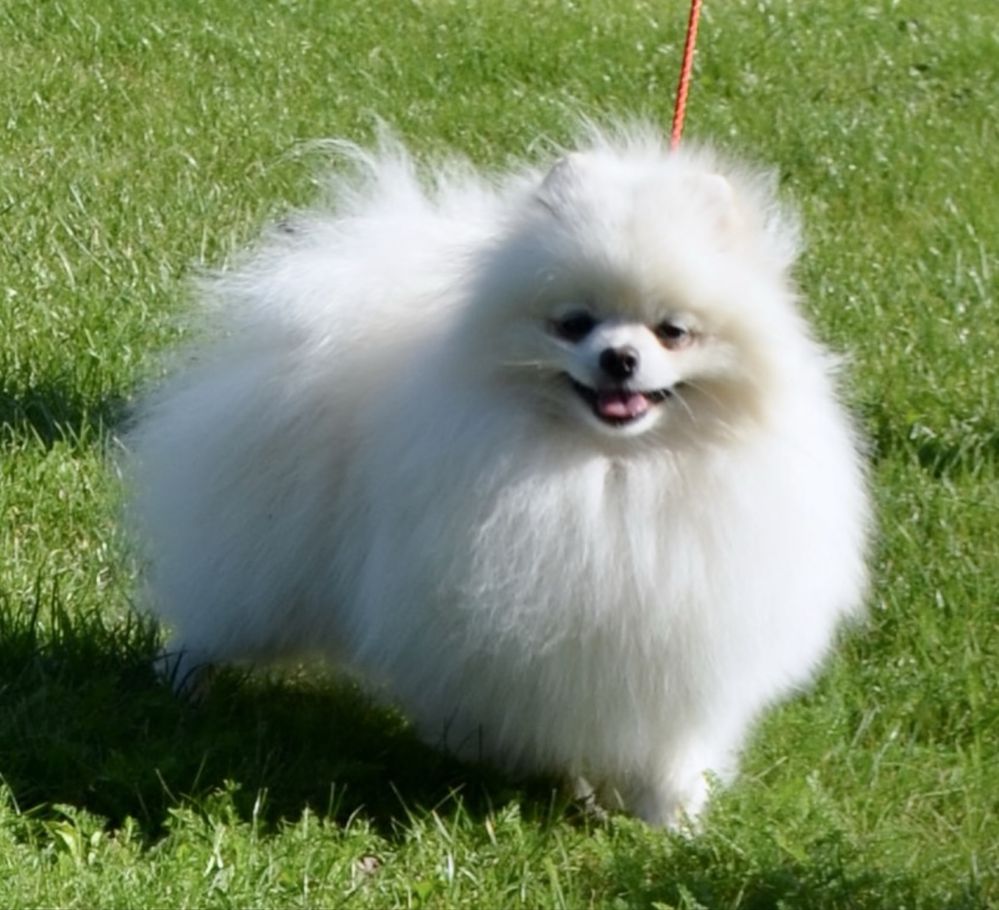 Szpic miniaturowy Pomeranian Gotowy do odbioru  Miś ZKWP FCI mini xxs
