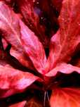 Alternanthera Reineckii Rosanervig hodowla podwodna