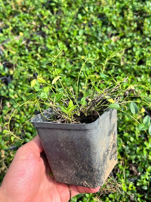 Barwinek pospolity 'Elisa' Miniaturowy Okrywowy (Vinca minor) 0.5L