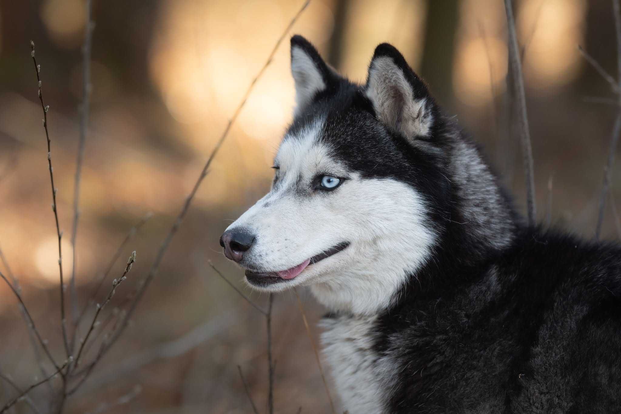 Suczka husky z potencjałem sportowym szuka aktywnego opiekuna. Adopcja