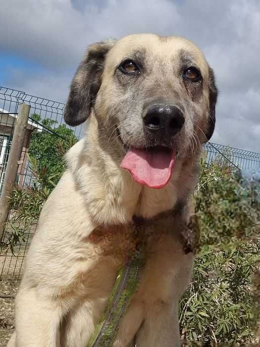 Savana - cadela grande para adoção