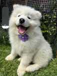 Samoyed 2 Months piesek