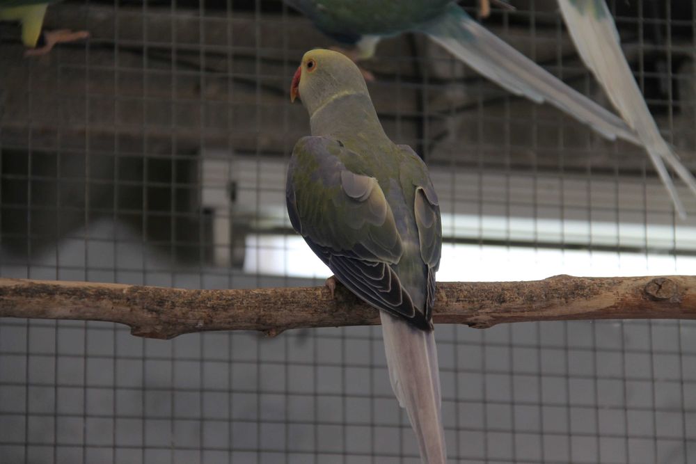 Ring Necks Várias Mutações