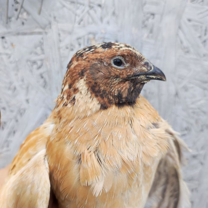 Перепела для маточного поголовья. Самцы. Мясо.