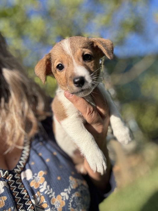 Jack Russel Terrier  macho pelo curto com registo e afixo