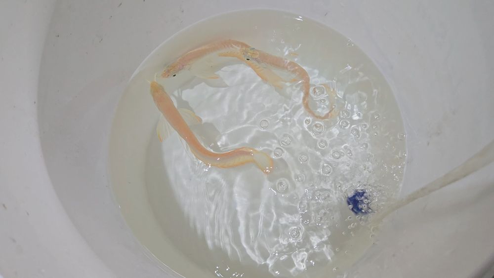 Arowana Albina 25/30cm