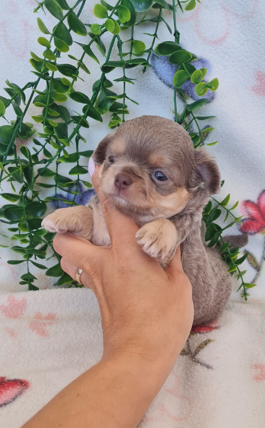 Excelente menina mini semi pelo Chihuahua/Chiuaua de Qualidade, linhag