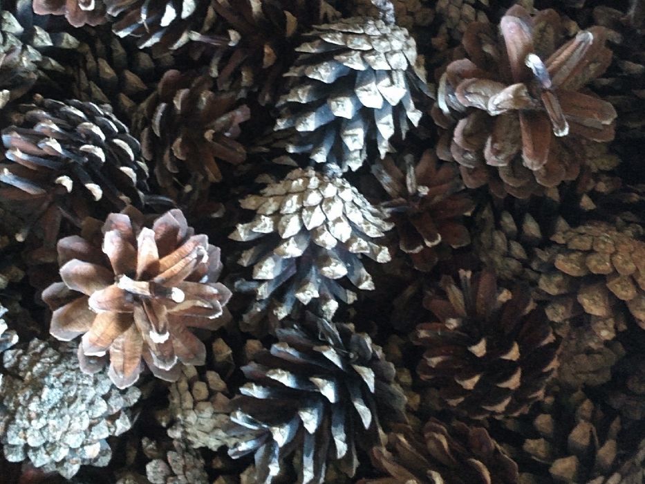 Szyszki sosnowe suche 500 szt