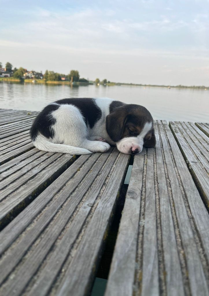 Cudowny szczeniak Beagle tricolor