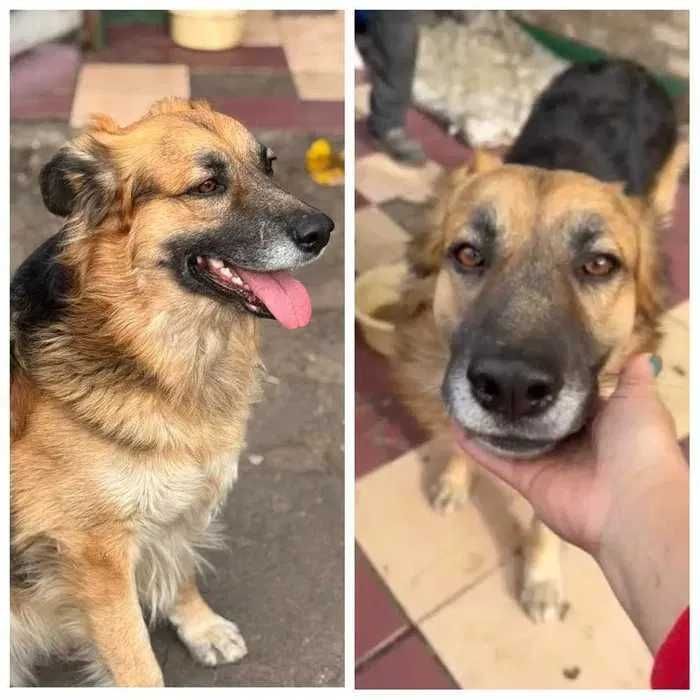 Активный пес, метис овчарки Ральф ищет дом