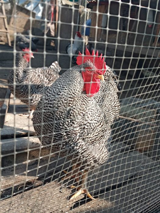 Інкубаційне яйце курей