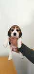 Beagle Tricolor Campeão