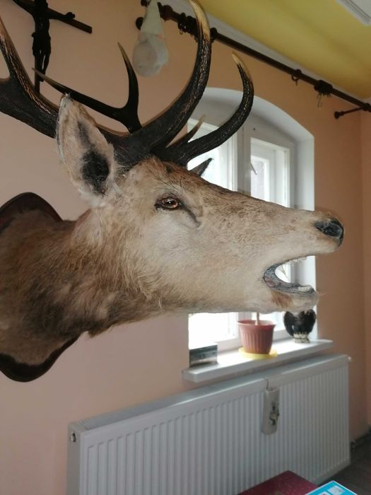 Medalion głowa jelenia rogi