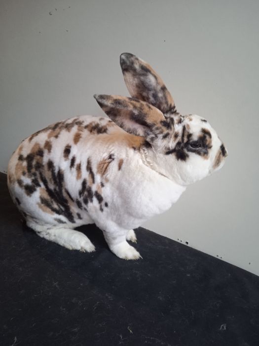 Króliki Rex Trójbarwne