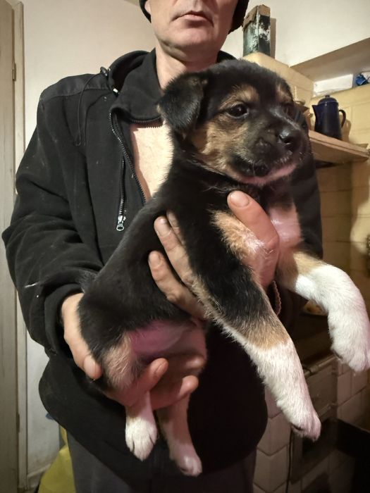 Oddam za darmo szczeniaka mieszańca Jack Russell