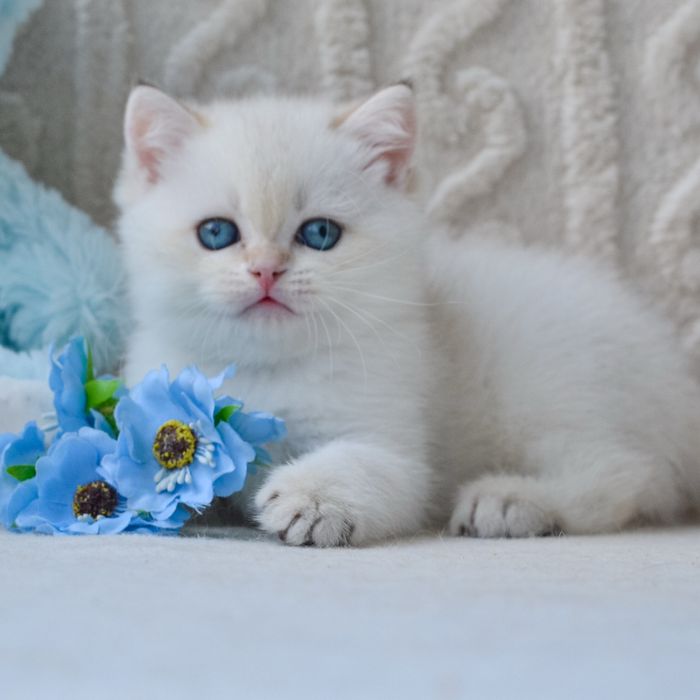 Котик британской породы