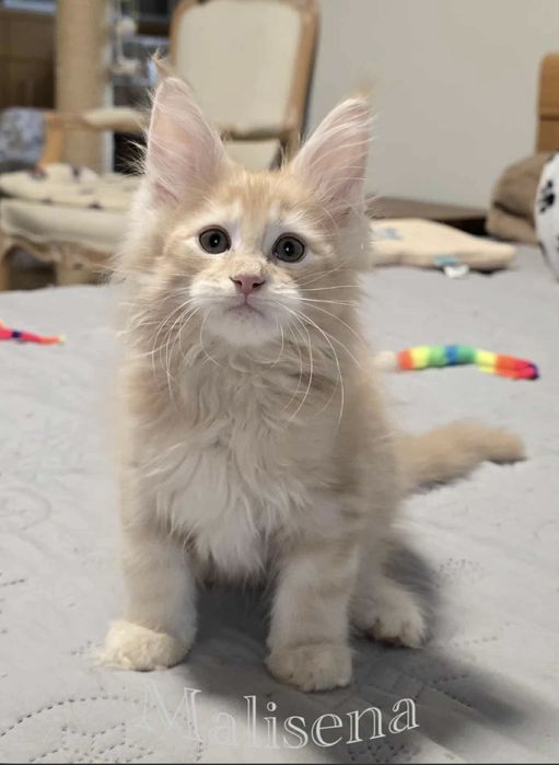 Maine coon Kocurek kremowy