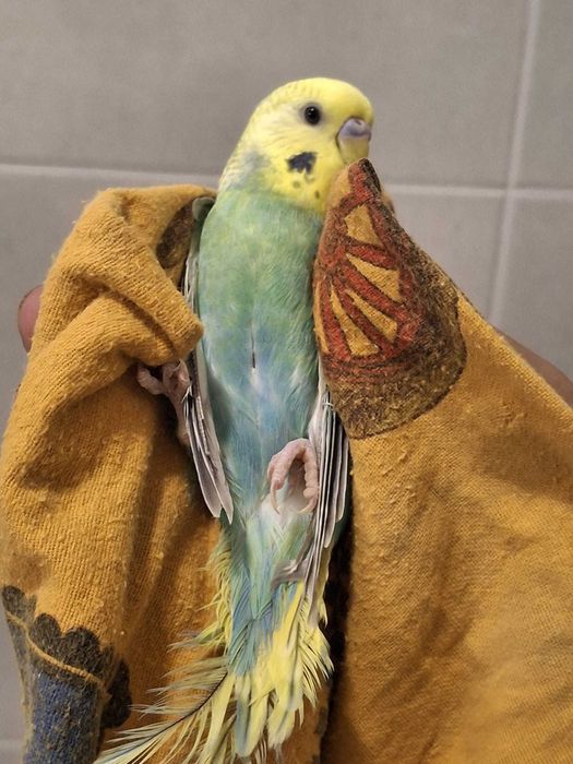 Piriquitos austriacos